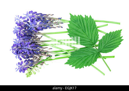 muscari, raspberry leaf isolated on white background Stock Photo