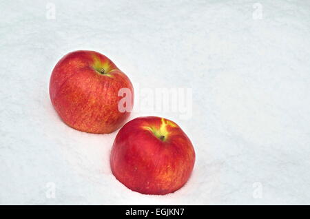 Apple fruit refrigerate in the snow-drift at garden, Sofia, Bulgaria Stock Photo