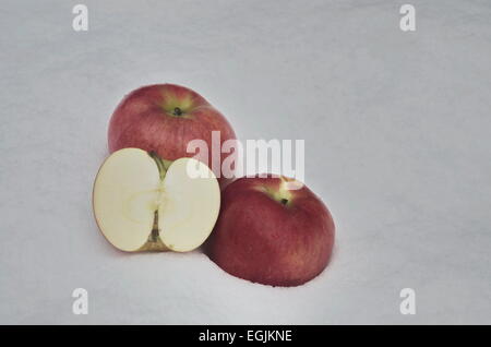 Apple fruit refrigerate in the snow-drift at garden, Sofia, Bulgaria Stock Photo