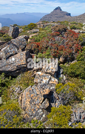 Mt Anne, the highest peak in south west Tasmania, viewed from Mt Eliza Stock Photo