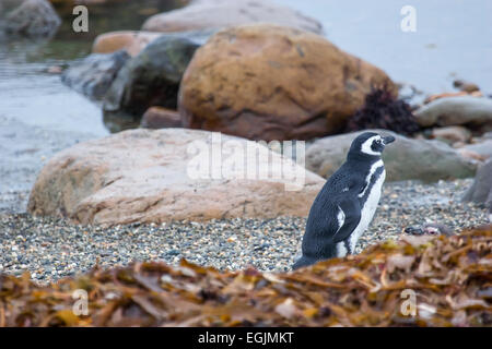 A side view of a magellanic penguin standing on the pebble sea shore in Punta Arenas, Chile. Stock Photo