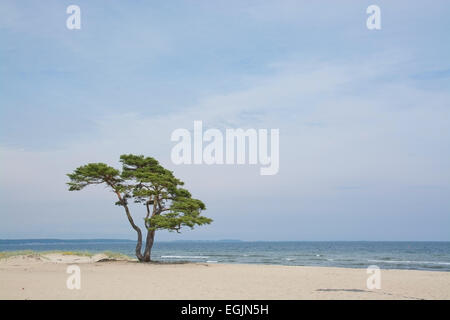 Lone tree on sandy beach, a landmark near Ahus, Sweden. Stock Photo