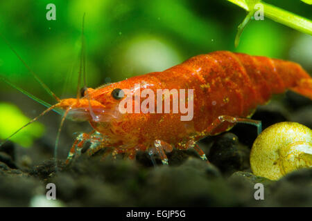 Fire Red cherry shrimp Neocaridina davidi macro Stock Photo