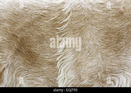 Animal hair texture Stock Photo