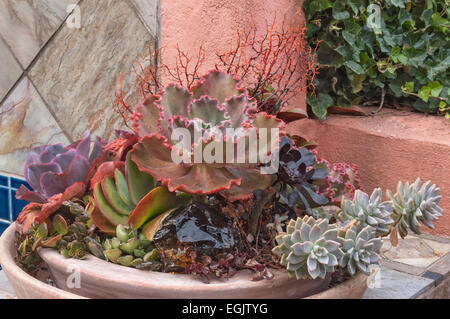 Variety of Succulents in planter Stock Photo