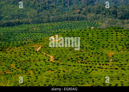 Newly planted oil palm trees on a plantation area, in a background of pristine rainforest in Langkat, North Sumatra, Indonesia. Stock Photo