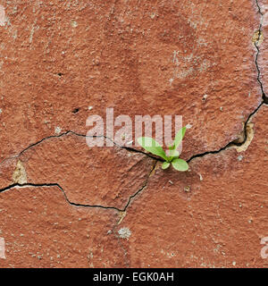 Cracked painted wall fragment Stock Photo
