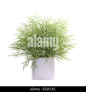 Artificial green flower plant in a pot Stock Photo