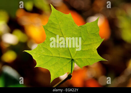 Norway maple (Acer platanoides), single leaf, North Rhine-Westphalia, Germany Stock Photo