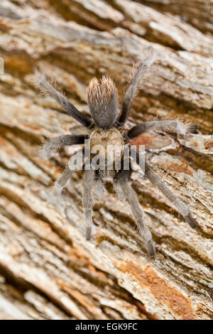 Male Western Desert Tarantula (Aphonopelma chalcodes) on a tree, Glen Canyon National Recreation Area, Arizona Stock Photo