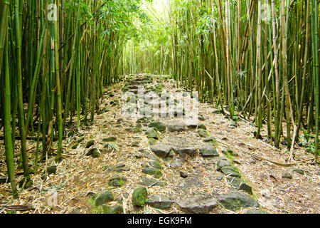 Bamboo forest along the Pipiwai trail in Haleakala National Park, Maui, Hawaii Stock Photo