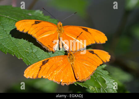 Julia Heliconian Butterflies (Dryas iulia) Stock Photo