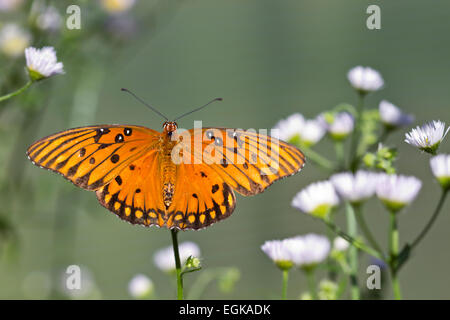 Gulf Fritillary or Passion Butterfly (Agraulis vanillae) Stock Photo