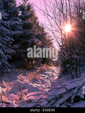 Morning sunshine in winter forest Stock Photo