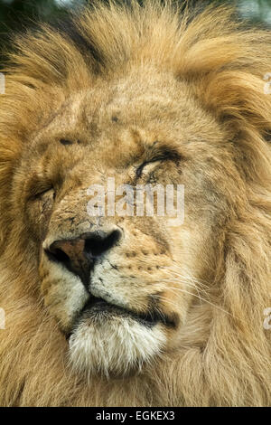 Old male lion sleeping Stock Photo