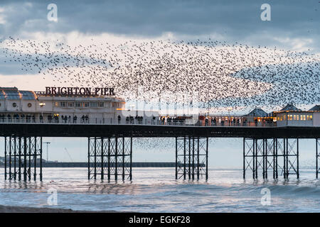 Starlings roosting in a murmuration at the East Pier Brighton UK at dusk.  A murmaration of starlings. Stock Photo