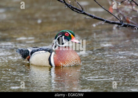 Wood Duck (Aix sponsa) in rain. Stock Photo