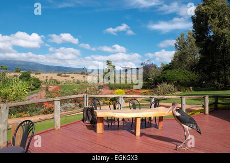 A marabou stork strolling in a lodging terrace close to the Ngorongoro Conservation Area Tanzania Eastern Africa Stock Photo