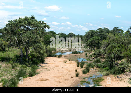 Dry sandy riverbed with trees, Kruger National Park, South Africa Stock Photo