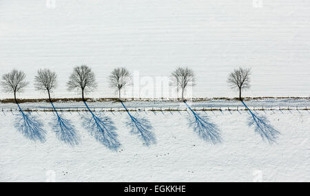 Avenue of trees in the snow, Altenbüren, Brilon, Sauerland, North Rhine-Westphalia, Germany Stock Photo