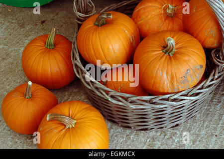 pumpkins and squashes