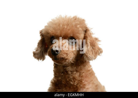 portrait of poodle staring forward, isolated on white Stock Photo