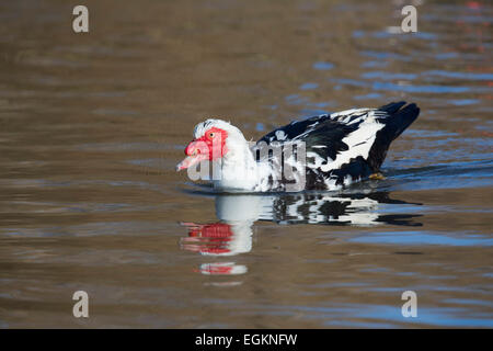 Muscovy Duck; Cairina moschata; Cornwall; UK Stock Photo