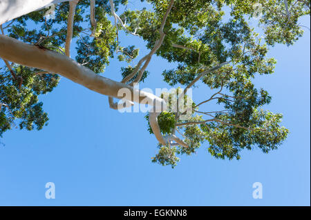 Eucalyptus Grandis, also known as Rose Gum and Flooded Gum (family: Myrtaceae) at Botanic Garden, Sydney, Australia Stock Photo