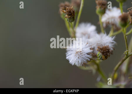 Ragwort Seeds Heads; Senecio jacolaea Cornwall; UK Stock Photo