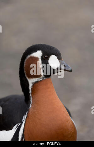 Red Breasted Goose; Branta ruficollis Northumberland; UK Stock Photo