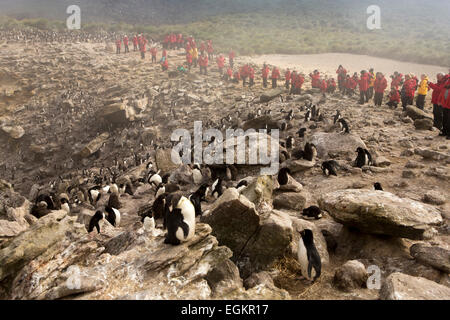 South Atlantic, Falklands, New Island, group of cruise ship passengers at the rookery Stock Photo