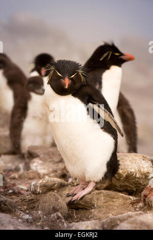 South Atlantic, Falklands, New Island, rookery, Rockhopper penguins Eudyptes chrysocome Stock Photo