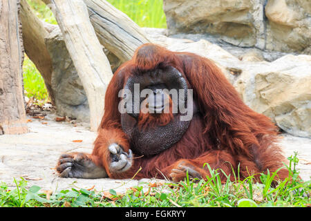 Bornean orangutan(Pongo pygmaeus) in Thailand ( Found it at Borneo island , Sumatra island in Indonesia ) Stock Photo