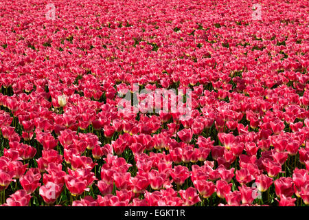 Red tulip with a lot of petals. Red flower isolated with place for ...