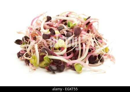 Sprouted red radish seeds on a white background Stock Photo