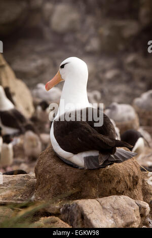 South Atlantic, Falklands, New Island, adult Black Browed Albatross sitting on nest Stock Photo