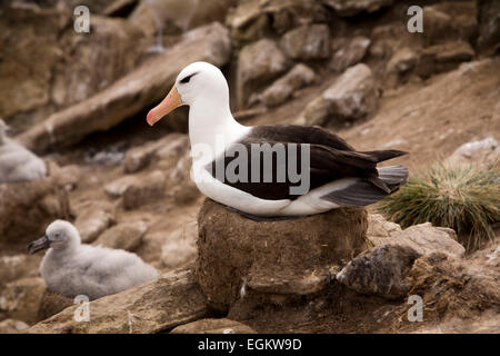 South Atlantic, Falklands, New Island, adult Black Browed Albatross sitting on nest Stock Photo