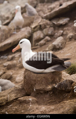 South Atlantic, Falklands, New Island, adult Black Browed Albatross sitting on nest Stock Photo