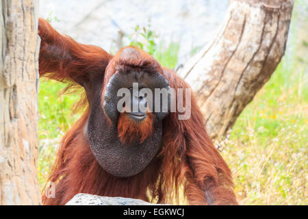 Bornean orangutan(Pongo pygmaeus) in Thailand ( Found it at Borneo island , Sumatra island in Indonesia ) Stock Photo