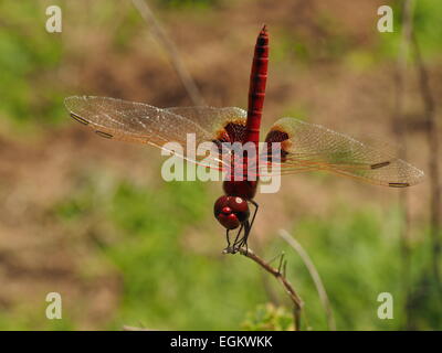 dark red dragonfly with gold veins at front edge of all wings and dark patches on hind wings in Selous Tanzania