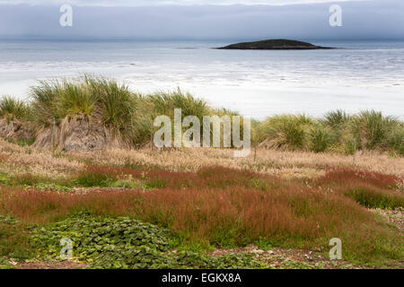 South Atlantic, Falklands, Carcass Island, wetland vegetation above shore at McGill Settlement Stock Photo