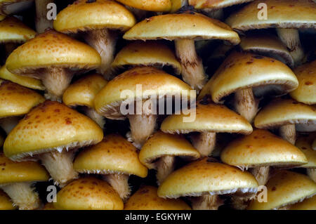 Golden scalycap toadstools (Pholiota aurivella) close up of cluster Stock Photo