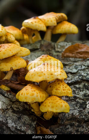 Golden scalycap toadstools (Pholiota aurivella) on beech tree Stock Photo