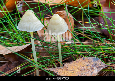 Two Yellowleg bonnet fungi (Mycena epipterygia) in grassland Stock Photo