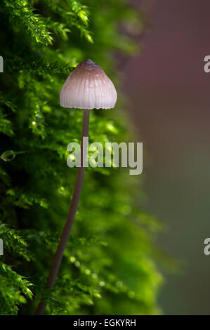 Bleeding mycena / Bleeding fairy helmet / Burgundydrop bonnet (Mycena haematopus) on moss covered tree trunk Stock Photo