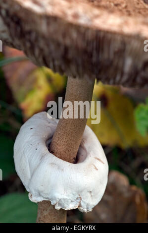 Parasol mushroom (Macrolepiota procera / Lepiota procera) showing annulus / ring Stock Photo