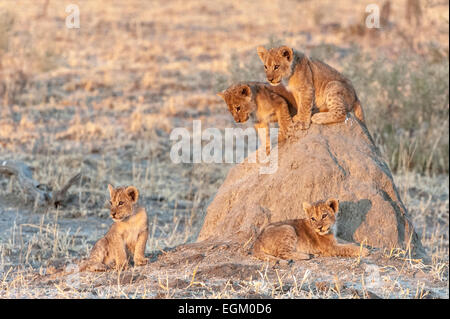 4 Lion cubs, climbing on a termite mound Stock Photo