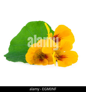 Nasturtium Flowers isolated on white Stock Photo