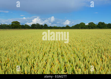 Golden wheat on Farmland in Hampshire. Staple food crop used in the making of flour for cakes and bread. Stock Photo