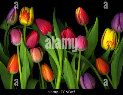 Colorful Tulips isolated against a black background Stock Photo